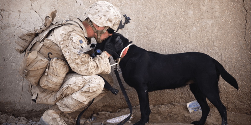 Puppers in Battle: A Dog Blog